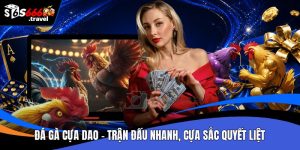 Đá gà cựa dao